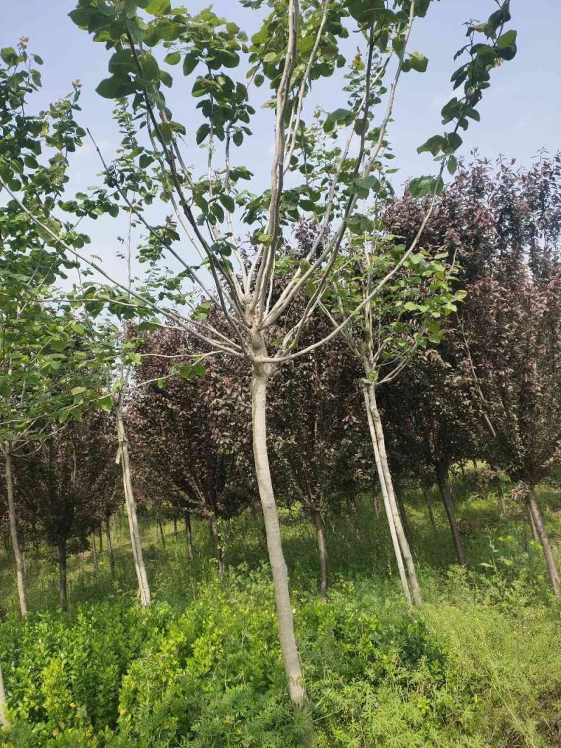 巨紫荆，自家苗圃货，一手货源批发零售