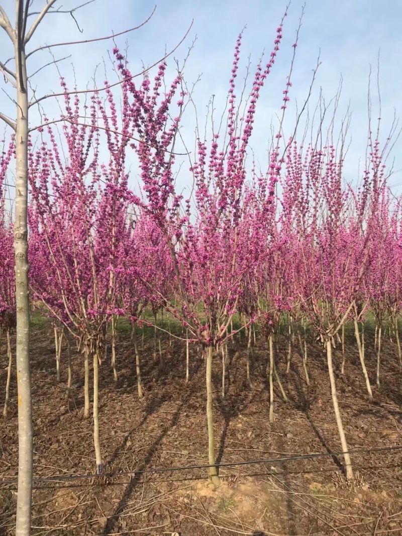 大量出售独杆紫荆2到7公分有货！欢迎来实地考察！