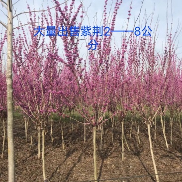 大量出售独杆紫荆2到7公分有货！欢迎来实地考察！