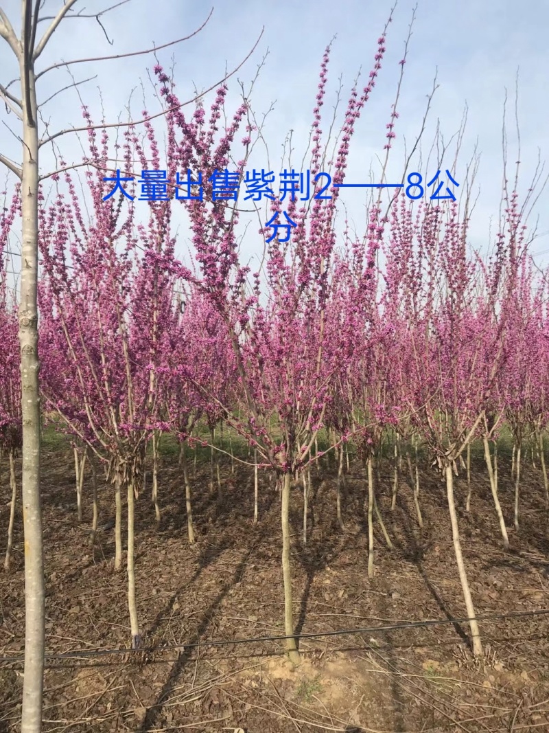 大量出售独杆紫荆2到7公分有货！欢迎来实地考察！