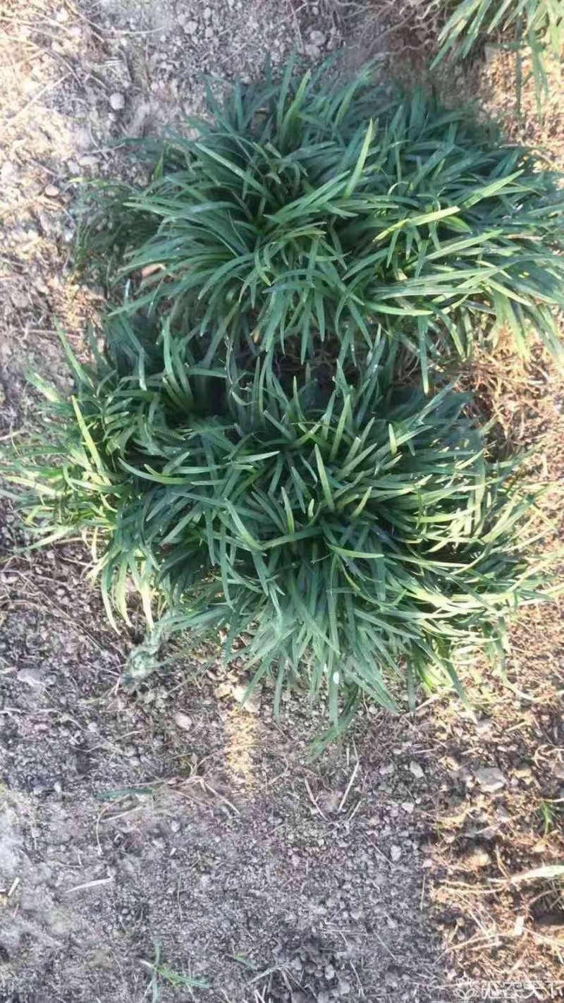 玉龙草，日本矮麦冬！自己货！需要抓紧现挖现卖