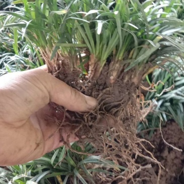 玉龙草，日本矮麦冬！自己货！需要抓紧现挖现卖