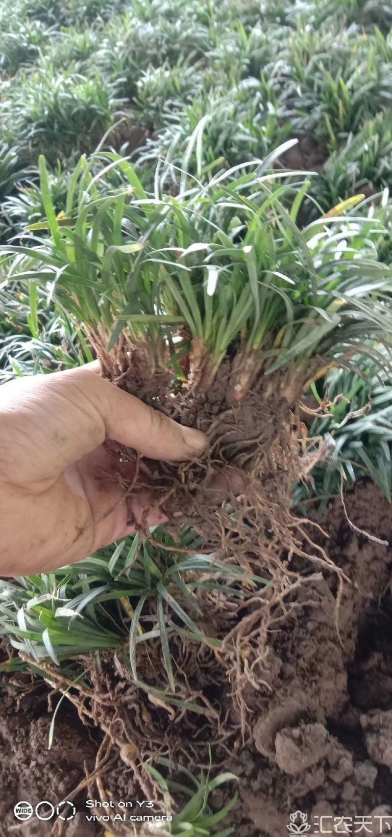 玉龙草，日本矮麦冬！自己货！需要抓紧现挖现卖