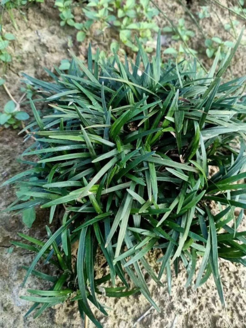玉龙草，日本矮麦冬！自己货！需要抓紧现挖现卖