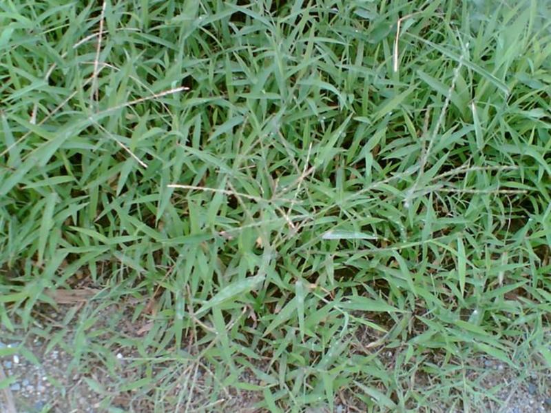 优质草坪种子弯叶画眉草种子护坡草坪种子耐寒耐旱草坪种