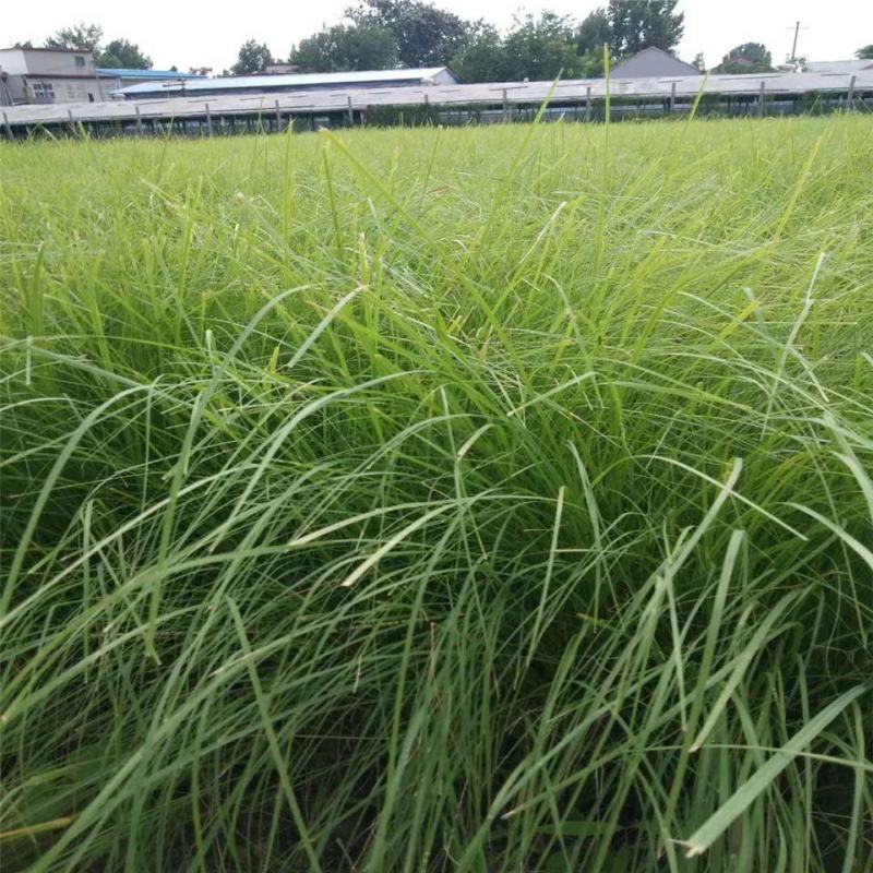 优质草坪种子弯叶画眉草种子护坡草坪种子耐寒耐旱草坪种