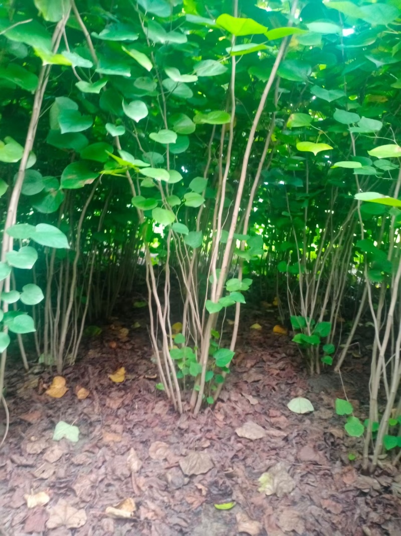 丛生紫荆，基地大量出售！量大优惠