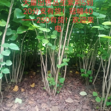 丛生紫荆，基地大量出售！量大优惠