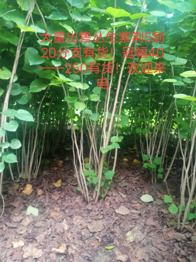 丛生紫荆，基地大量出售！量大优惠