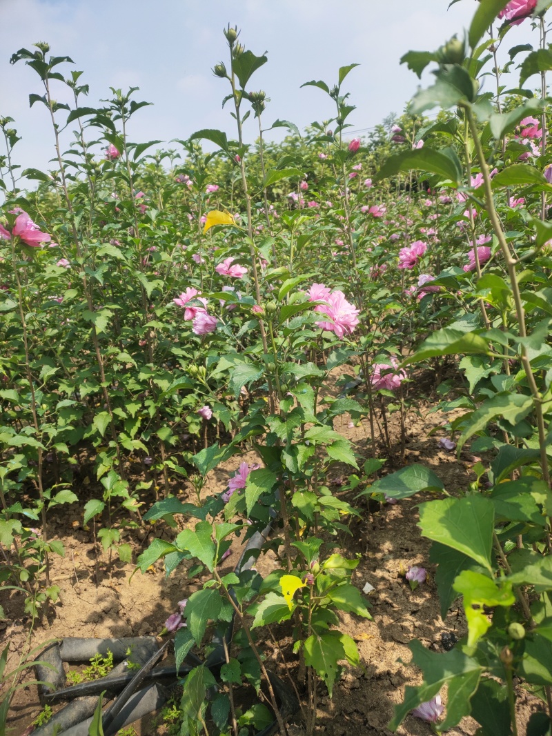 木槿小苗，大量出售中