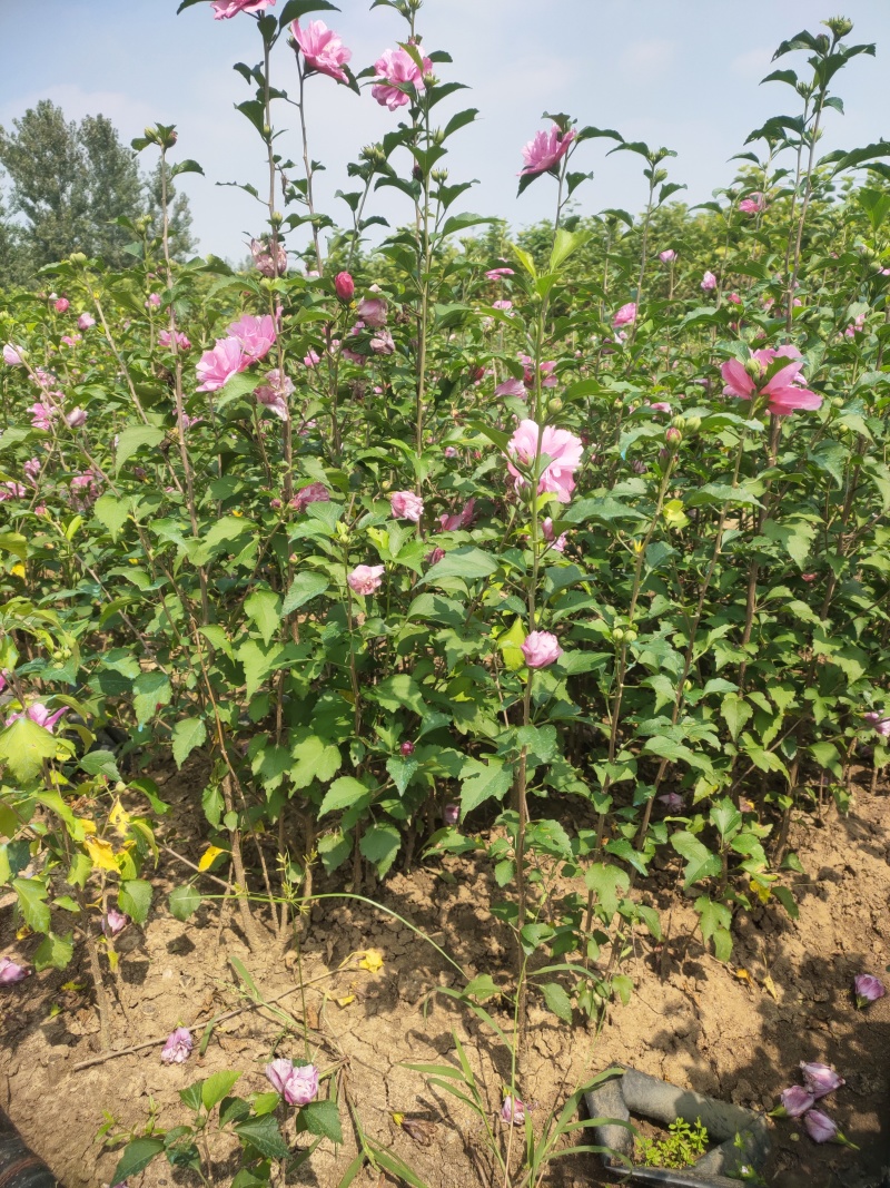 木槿小苗，大量出售中