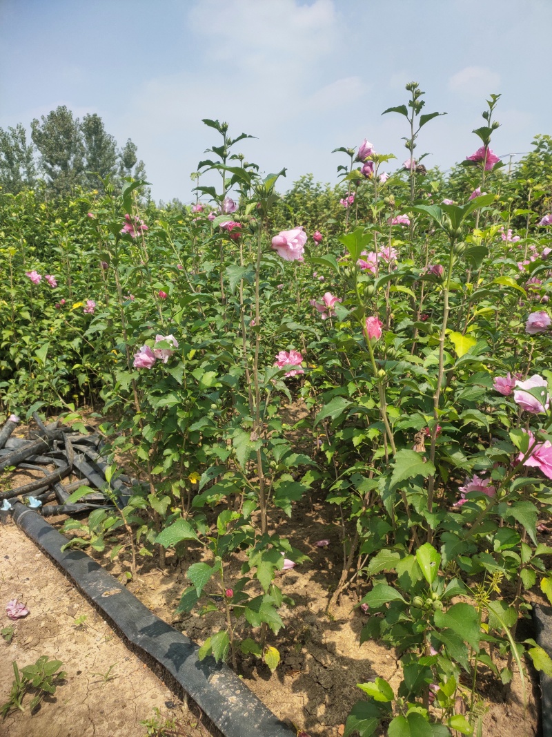 木槿小苗，大量出售中