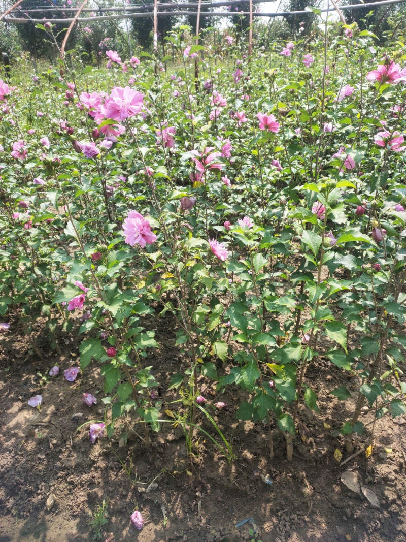 木槿小苗，大量出售中