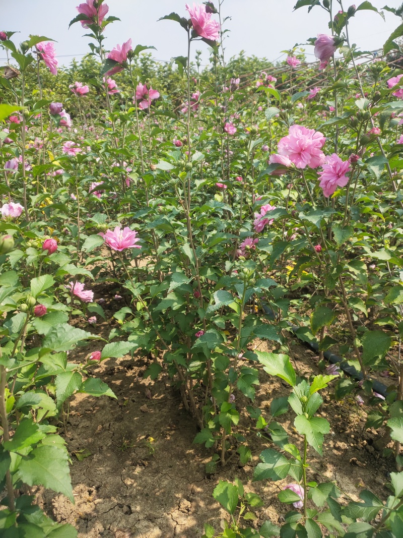 木槿小苗，大量出售中