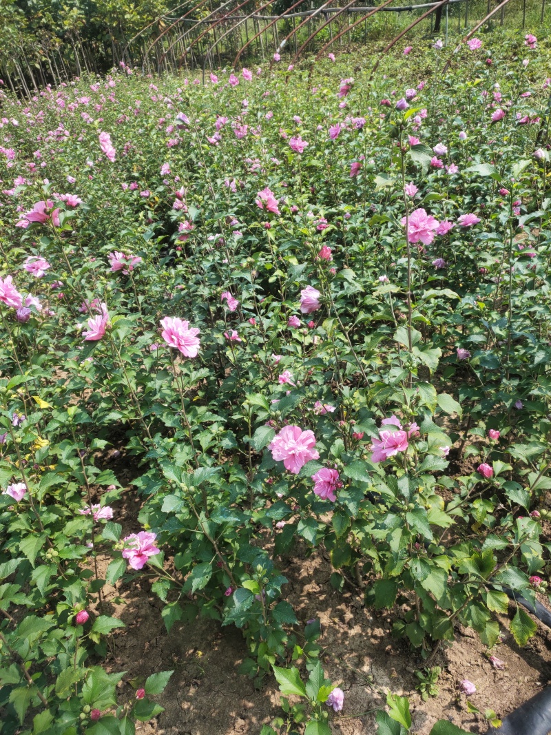 木槿小苗，大量出售中