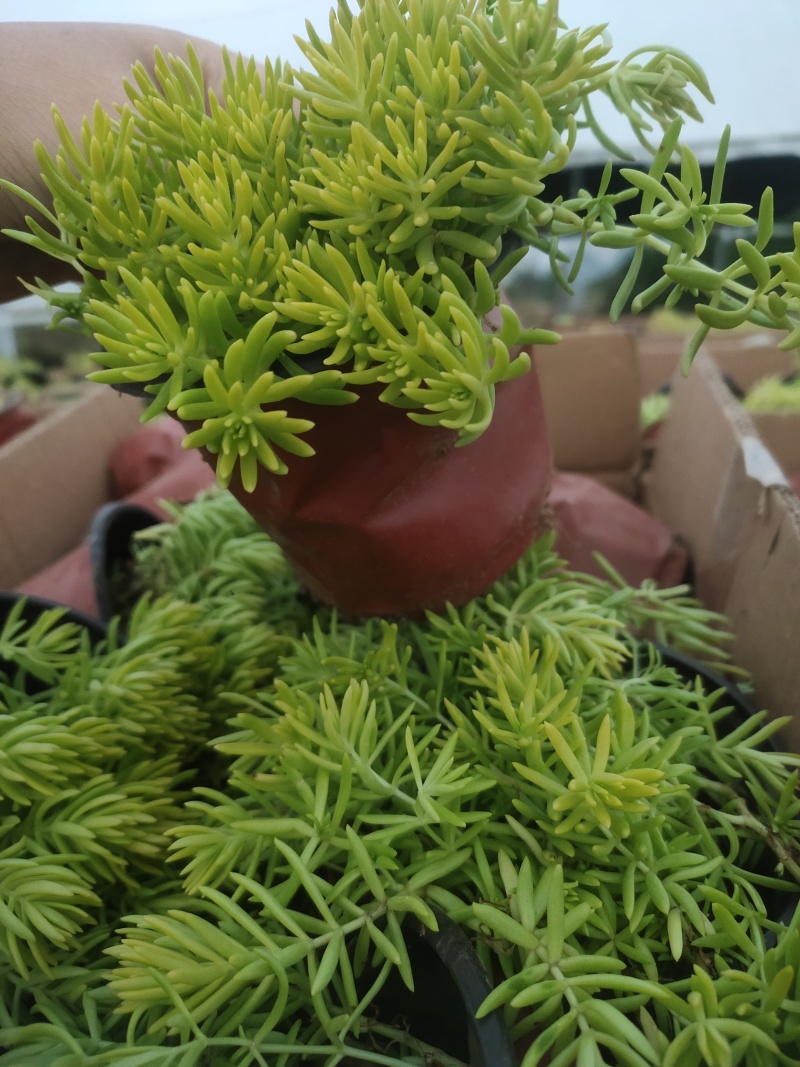 金叶佛甲草，双色杯！量大优惠，欢迎选购！