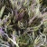 金边麦冬，大量出售中！欢迎实地看货！现挖现卖！