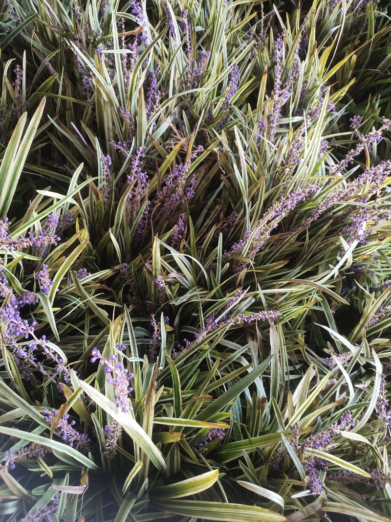 金边麦冬，大量出售中！欢迎实地看货！现挖现卖！