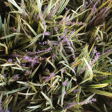 金边麦冬，大量出售中！欢迎实地看货！现挖现卖！