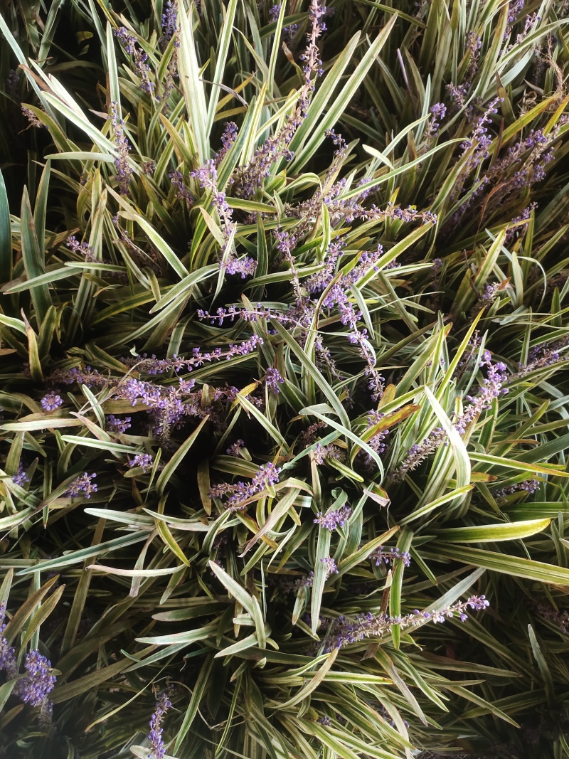 金边麦冬，大量出售中！欢迎实地看货！现挖现卖！