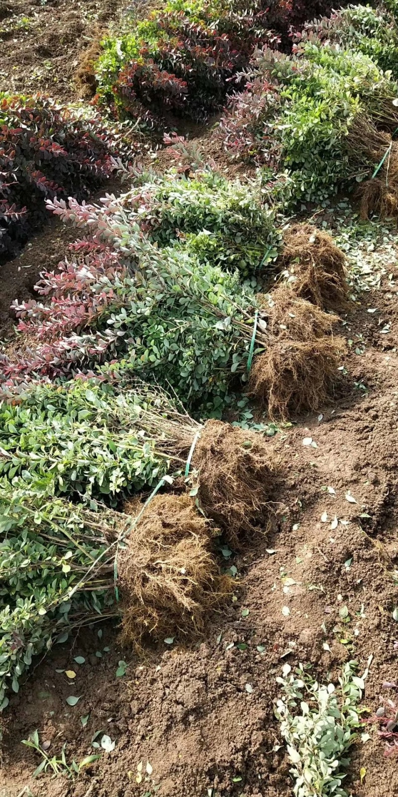红叶小糪，紫叶小檗！小苗到毛球！都有货