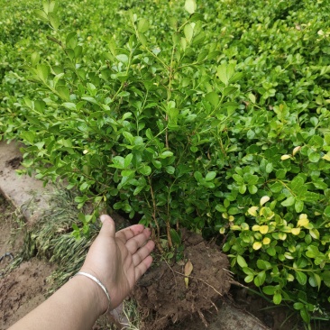 瓜子黄杨，小叶黄杨！现挖现卖，欢迎来实地考察！大量出售中