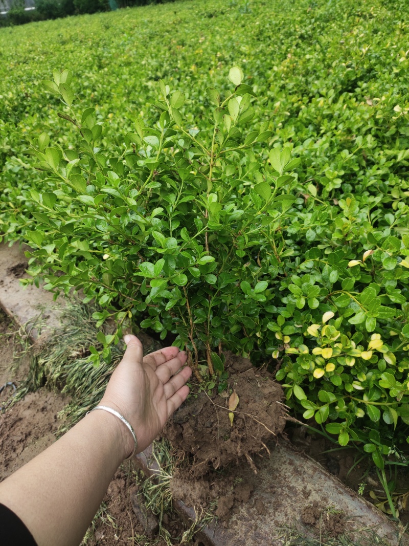 瓜子黄杨，小叶黄杨！现挖现卖，欢迎来实地考察！大量出售中