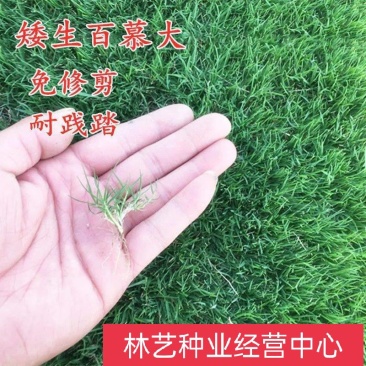 矮生百慕大种子矮生四季青草籽耐旱耐践踏天堂草草坪