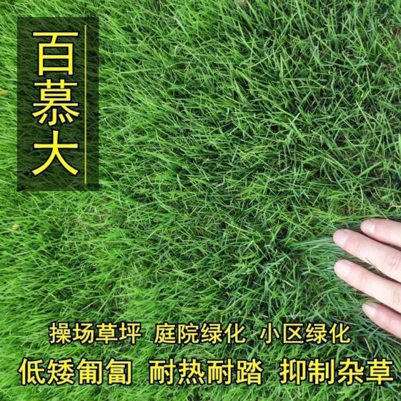 矮生百慕大种子矮生四季青草籽耐旱耐践踏天堂草草坪