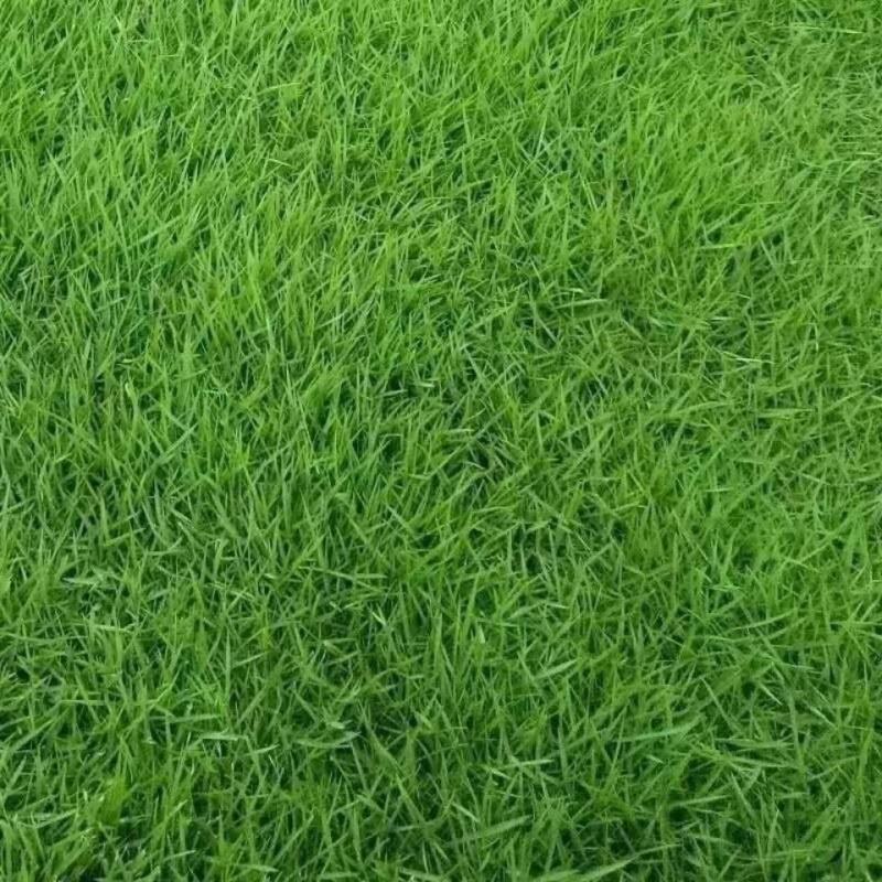 矮生百慕大种子矮生四季青草籽耐旱耐践踏天堂草草坪