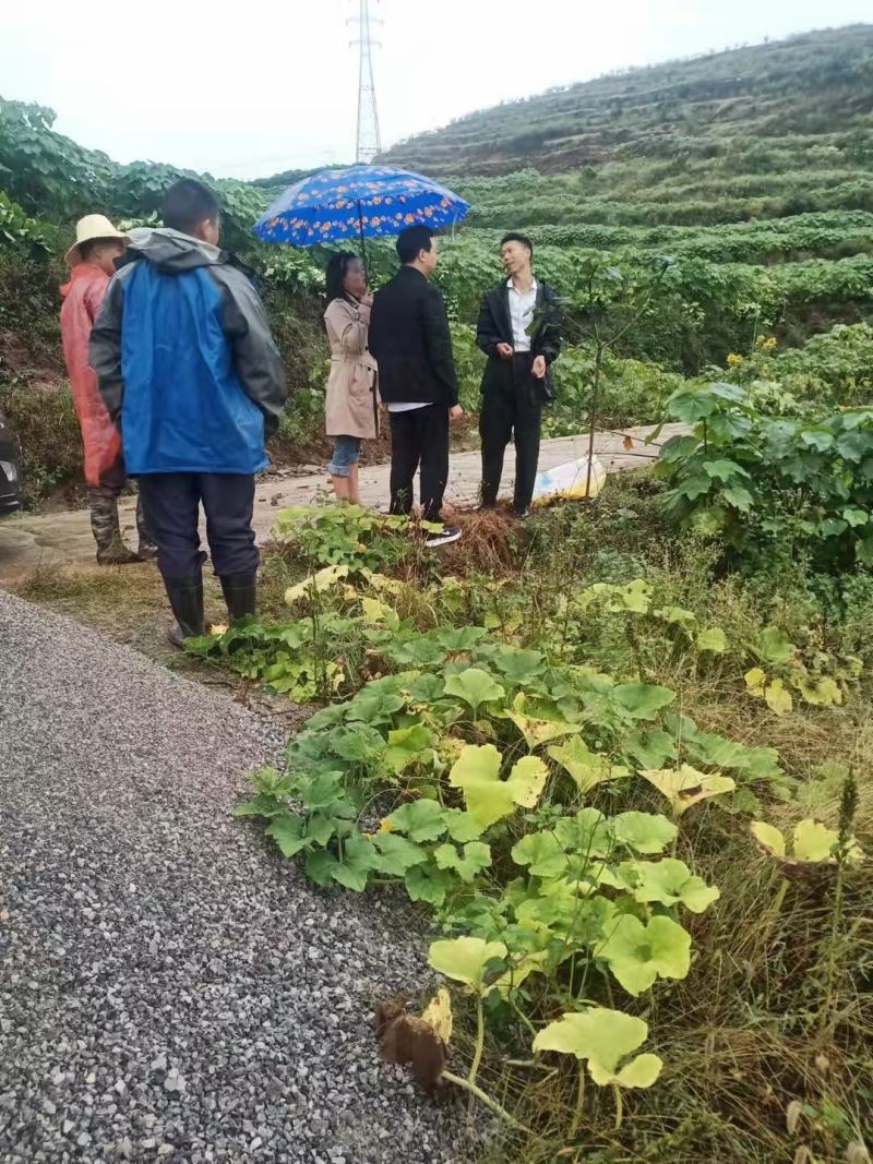 高产三年桐批发，买油桐苗请选择重庆俊尧专业油桐培育公司