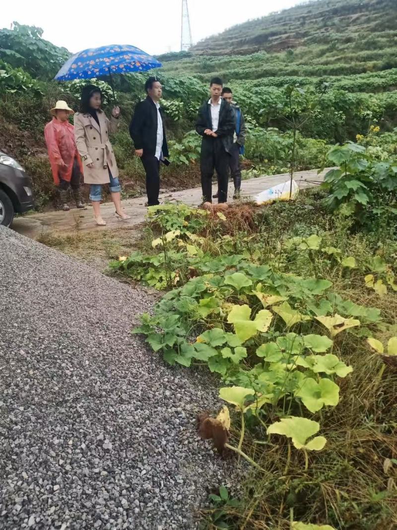 高产三年桐批发，买油桐苗请选择重庆俊尧专业油桐培育公司