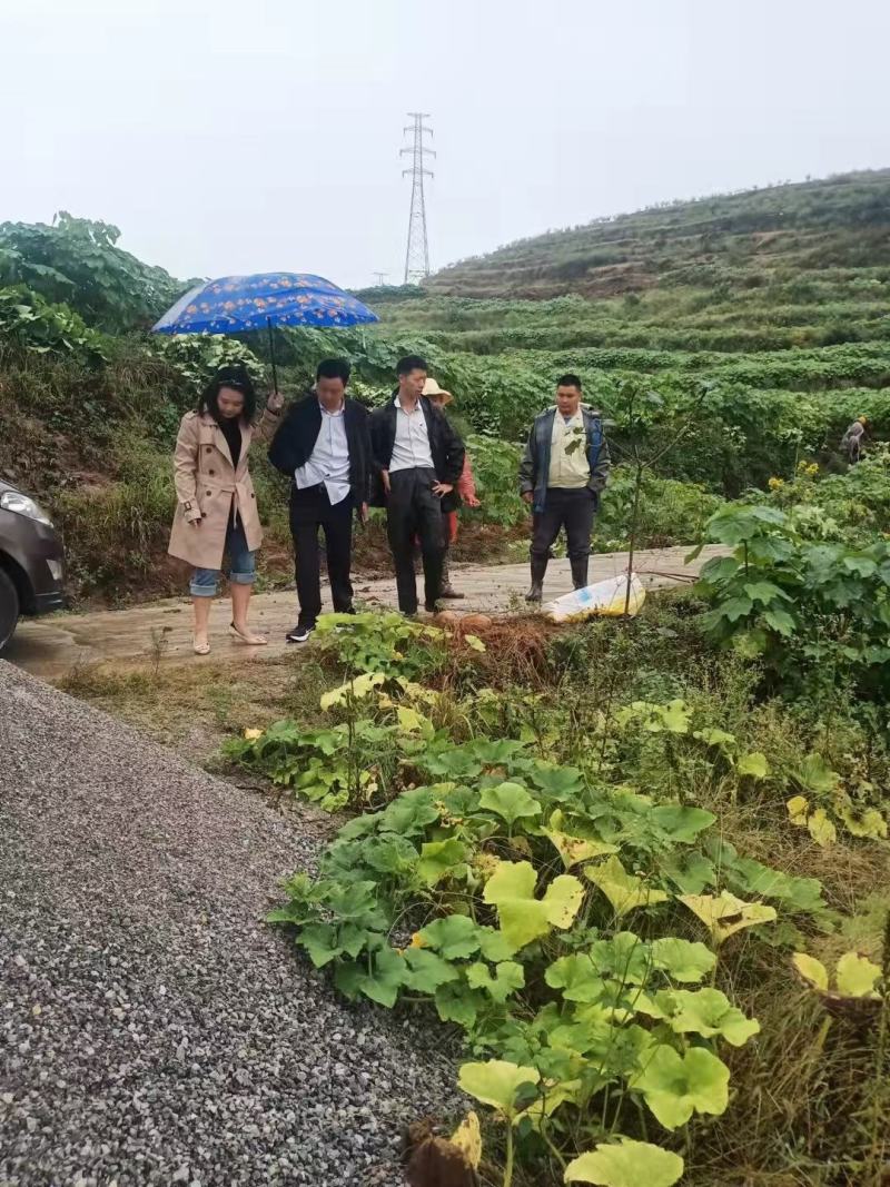 高产三年桐批发，买油桐苗请选择重庆俊尧专业油桐培育公司