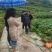 高产三年桐批发，买油桐苗请选择重庆俊尧专业油桐培育公司