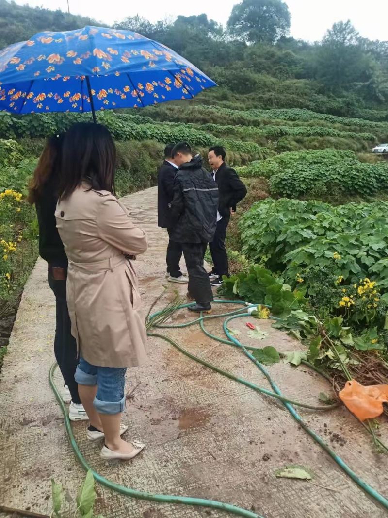 高产三年桐批发，买油桐苗请选择重庆俊尧专业油桐培育公司