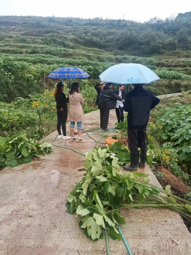 高产三年桐批发，买油桐苗请选择重庆俊尧专业油桐培育公司