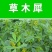 草木樨种子草木犀蜜源植物黄花草牧草型绿肥耐寒耐贫瘠草籽