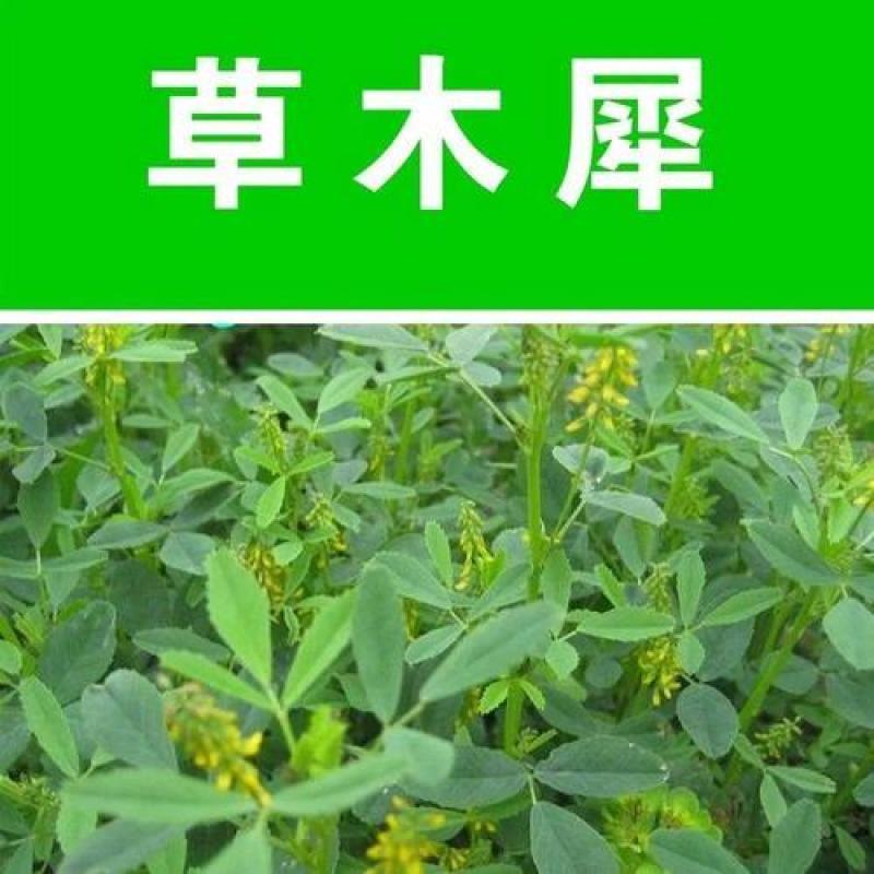 草木樨种子草木犀蜜源植物黄花草牧草型绿肥耐寒耐贫瘠草籽