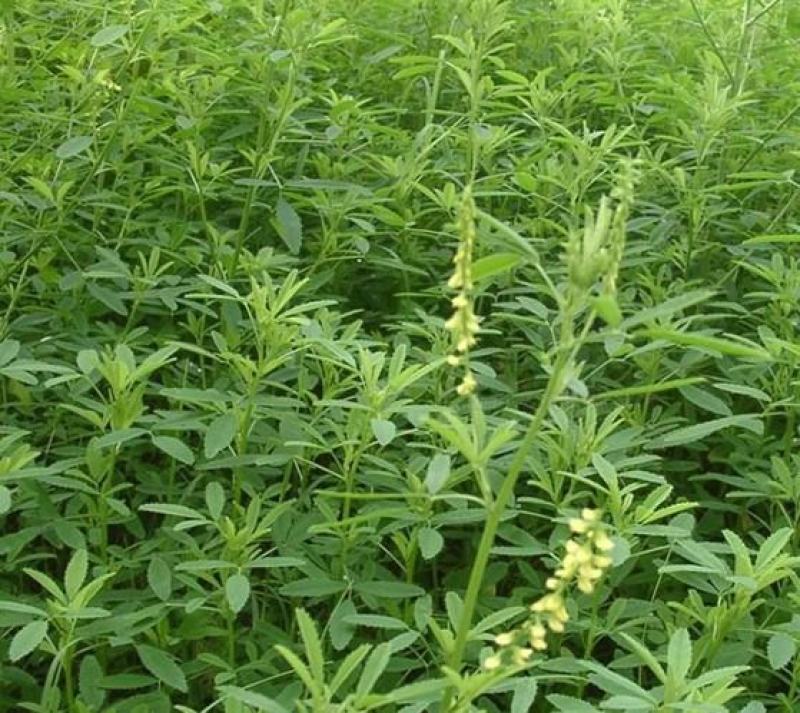 草木樨种子草木犀蜜源植物黄花草牧草型绿肥耐寒耐贫瘠草籽