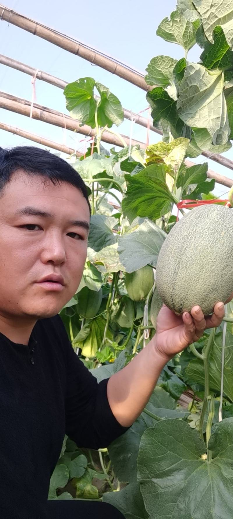 哈密瓜