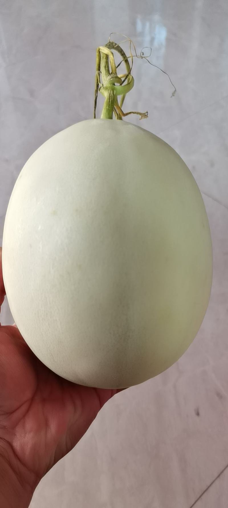 哈密瓜