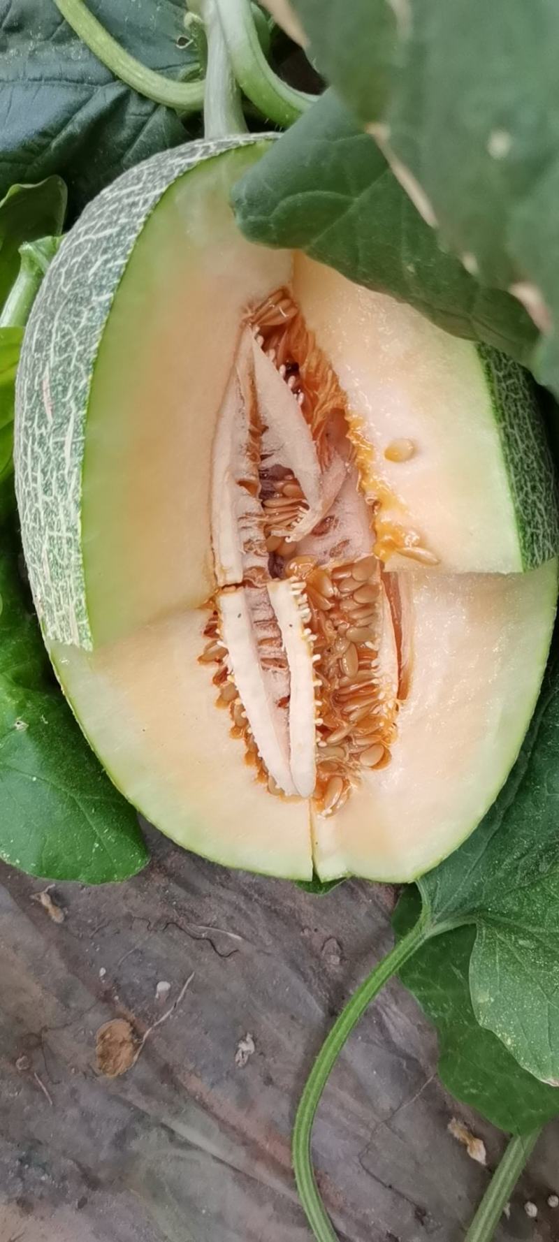 哈密瓜