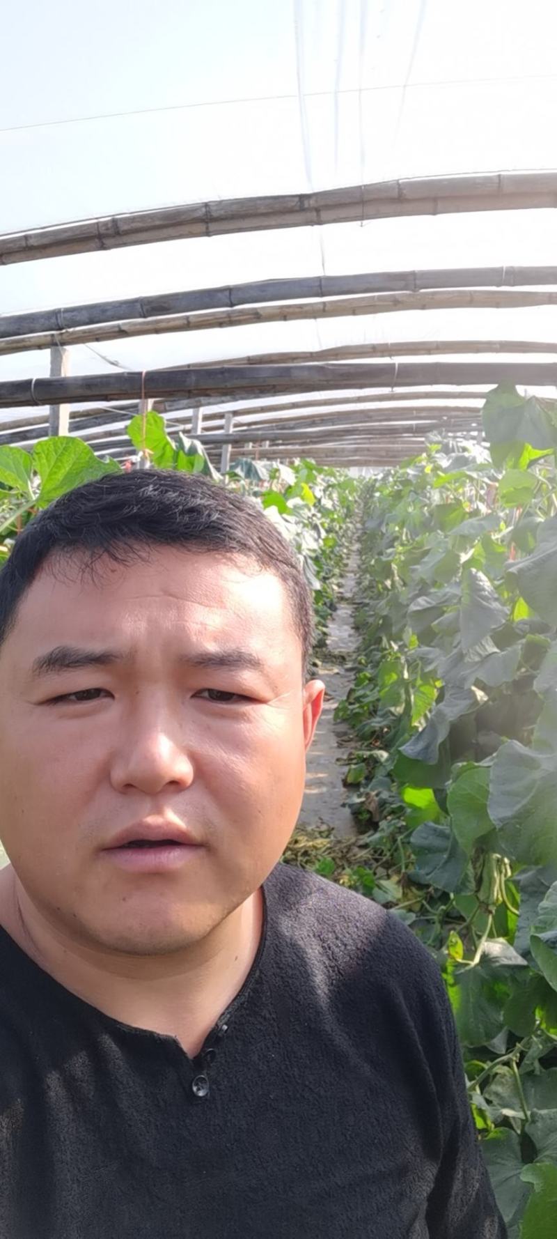 哈密瓜