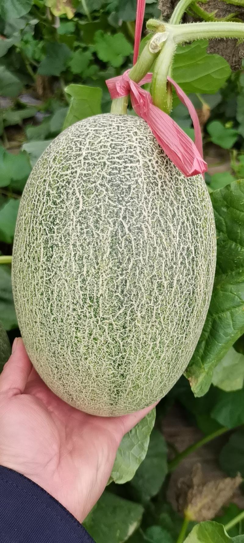哈密瓜