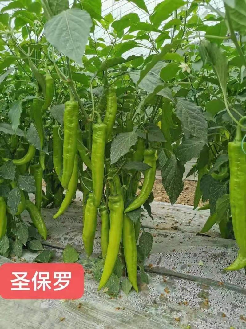 辣椒苗