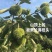 糖炒栗子批2025新鲜板栗野生老树栗子山东小黄蓬糖炒专用