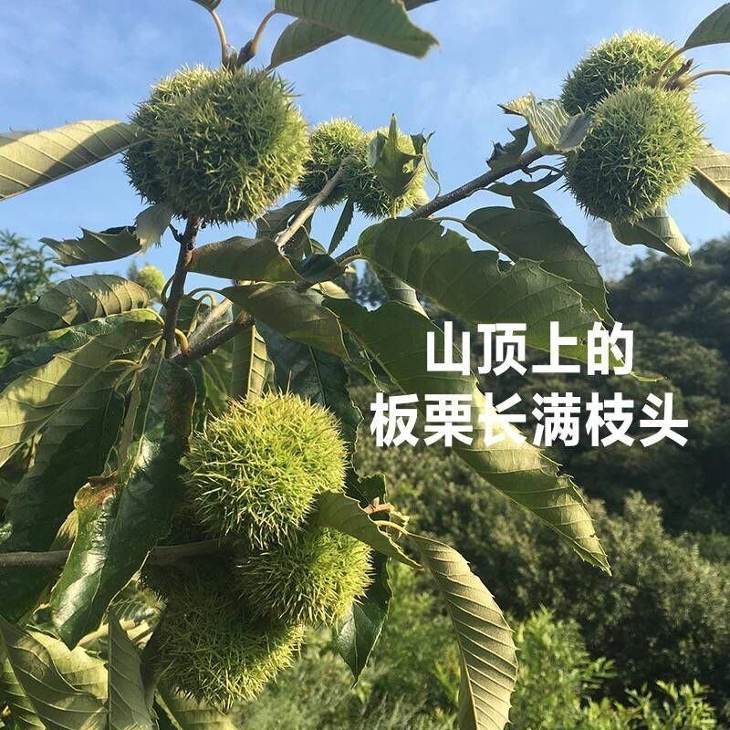 糖炒栗子批2025新鲜板栗野生老树栗子山东小黄蓬糖炒专用