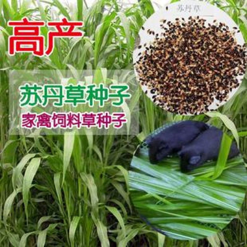 苏丹草种子鱼草籽高丹草种四季牧草种子养殖再生草鱼草种籽