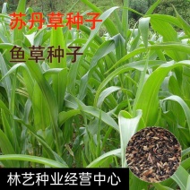 苏丹草种子鱼草籽高丹草种四季牧草种子养殖再生草鱼草种籽