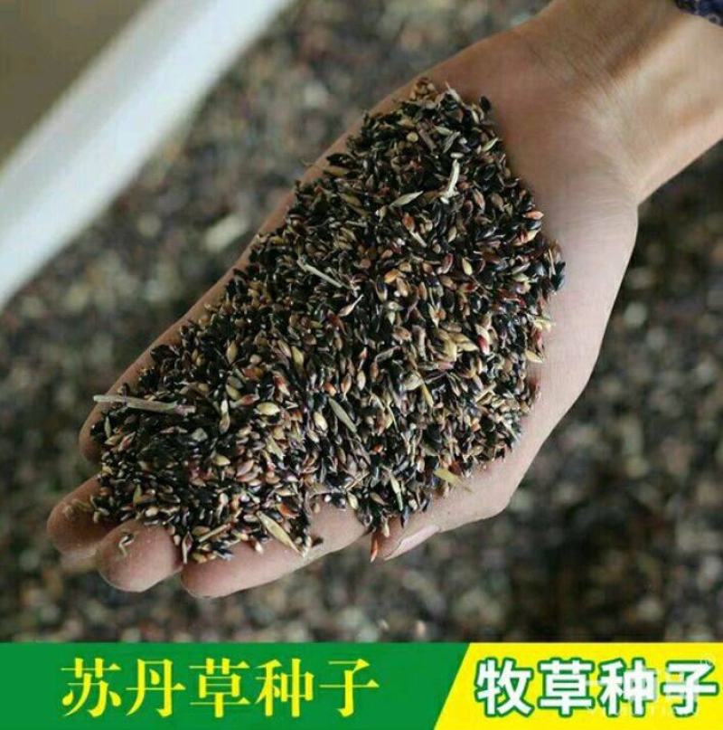 苏丹草种子鱼草籽高丹草种四季牧草种子养殖再生草鱼草种籽
